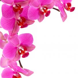ЦВЕТЫ 37 (орхидеи)